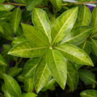 Pittosporum tenuifolium 'Limelight'