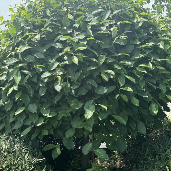 Salix 'Celtic Cascade' is a dense, leafy ornamental willow with broad green leaves that cast shade over the ground, beautifully complemented by smaller shrubs and plants.