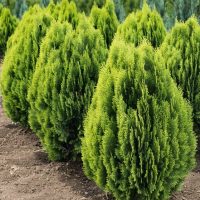 Rows of bright green conical evergreen shrubs, including the stunning Thuja 'Golden Biota' Conifer, are planted in soil.