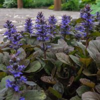 ajuga repens groundcover blue or purple flowered buggleweed along a concrete path or pavement ina garden