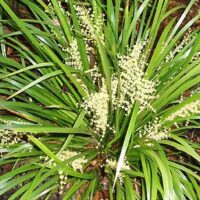 A Lomandra 'Hystrix' Mat Rush 6" Pot with white flowers in the ground.
