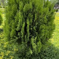 The Thuja 'Golden Biota' Conifer is a dense, green bush with narrow, needle-like leaves, elegantly situated on a grassy area with a few small plants around it.