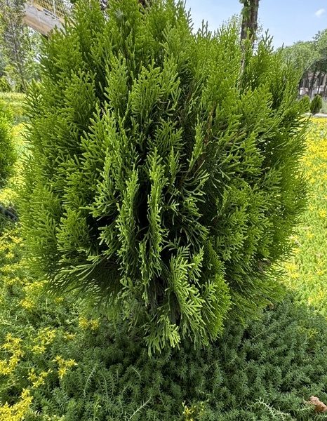 The Thuja 'Golden Biota' Conifer is a dense, green bush with narrow, needle-like leaves, elegantly situated on a grassy area with a few small plants around it.