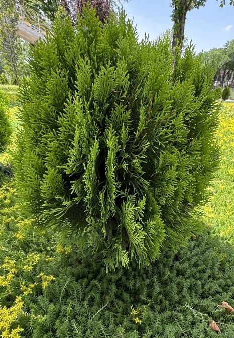 The Thuja 'Golden Biota' Conifer is a dense, green bush with narrow, needle-like leaves, elegantly situated on a grassy area with a few small plants around it.