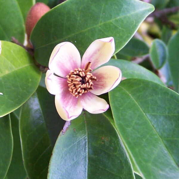 Michelia Figo Coco Flower