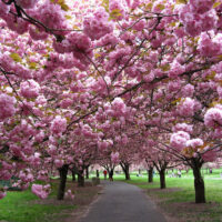 Prunus 'Kanzan' Ornamental Cherry