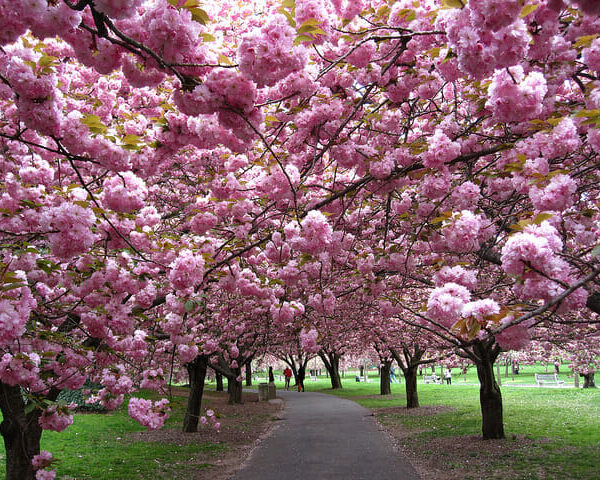 Prunus 'Kanzan' Ornamental Cherry