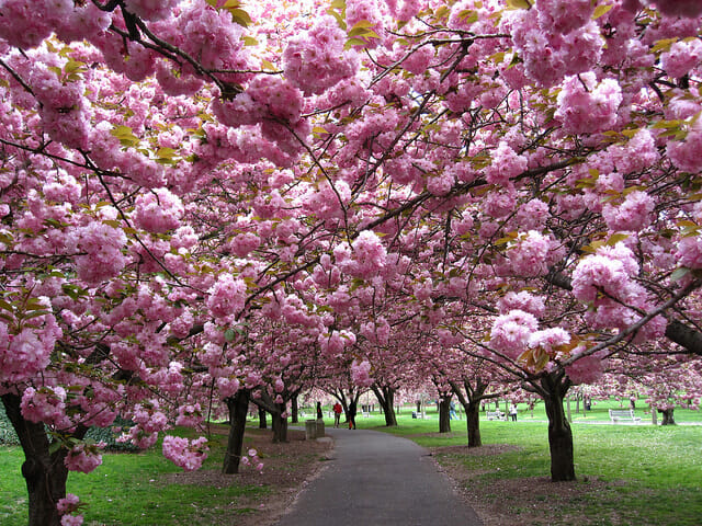 Prunus 'Kanzan' Ornamental Cherry