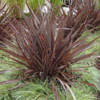 Phormium 'Bronze Baby' Flax