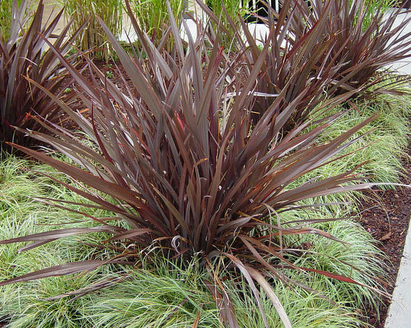 Phormium 'Bronze Baby' Flax