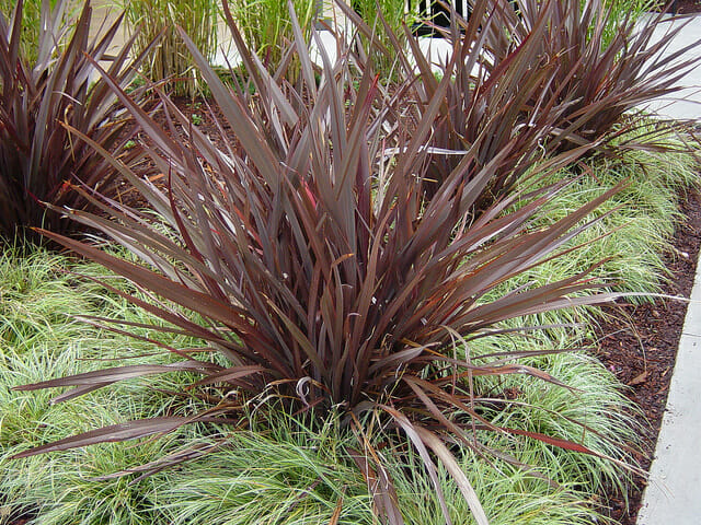 Phormium 'Bronze Baby' Flax 6" Pot