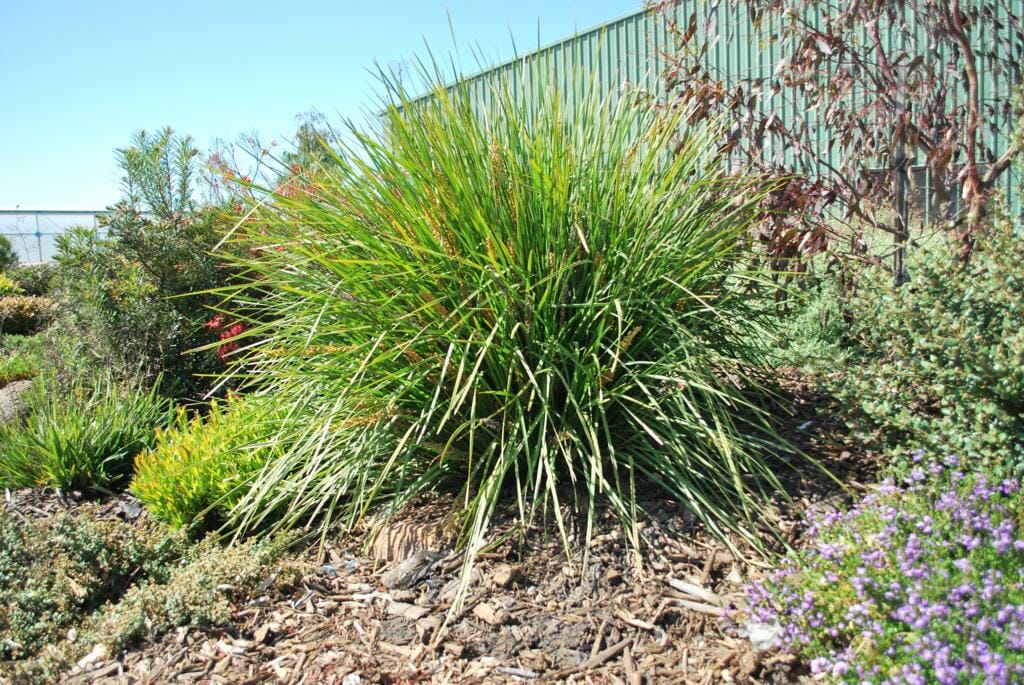 Lomandra 'Fine and Dandy' - Image 2