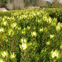 A Leucadendron 'Safari Goldstrike' 6" Pot in a field.