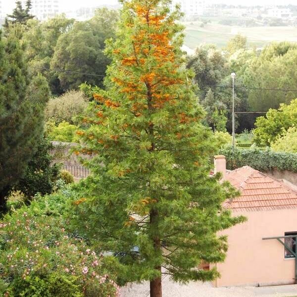 Grevillea robusta 'Silky Oak'