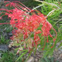 A Grevillea 'Ned Kelly' 10" Pot is growing on a plant.