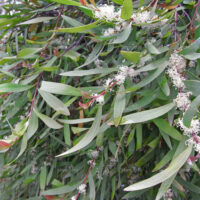 An Hakea 'Willow Leafed Hakea' 10" Pot tree with white flowers.