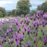 Mass planted Avonview Lavender