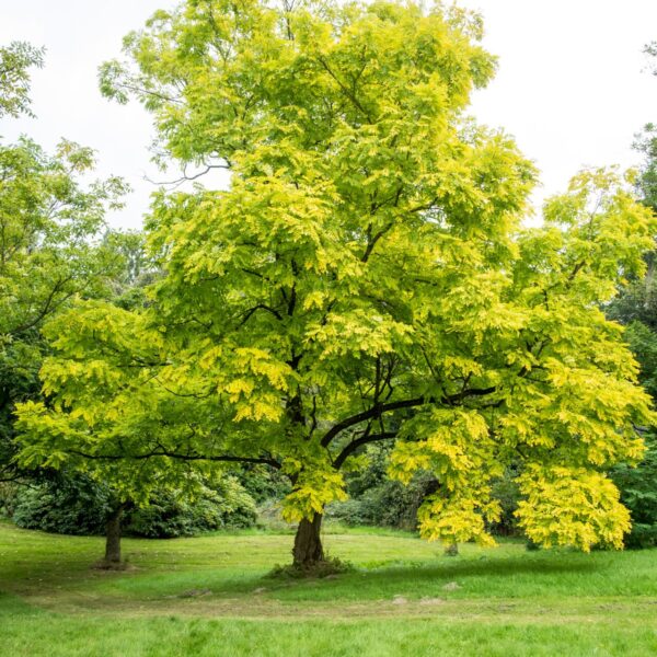A Robinia 'Frisia' Golden Robinia with vibrant green and yellow leaves stands in a grassy park area, surrounded by lush greenery on a clear day.