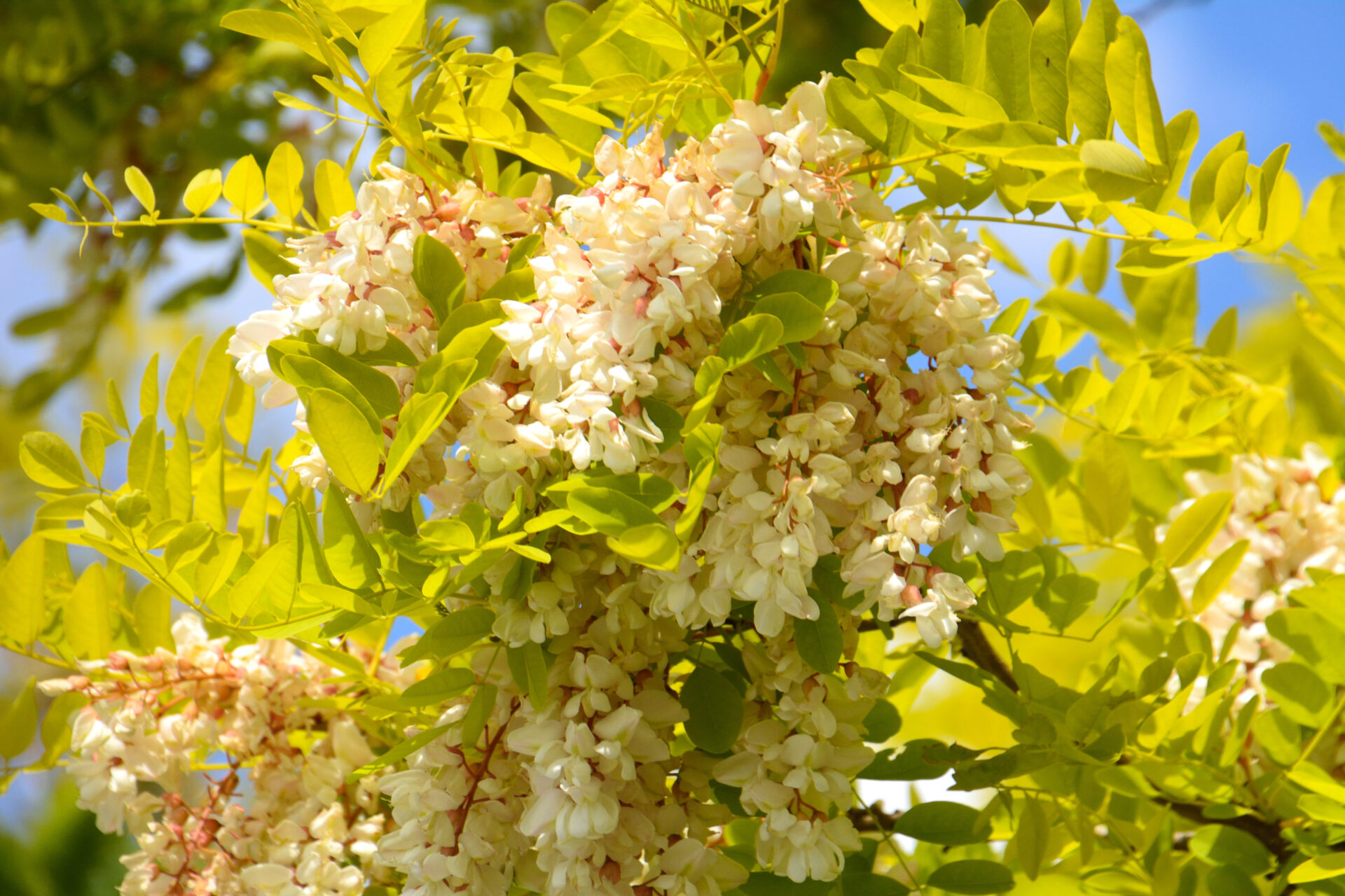 Robinia 'Frisia' Golden Robinia - Image 2