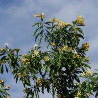 Dwarf Native Frangipani