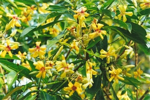Yellow flowers on a Hymenosporum 'Native Frangipani' 10" Pot tree with green leaves.