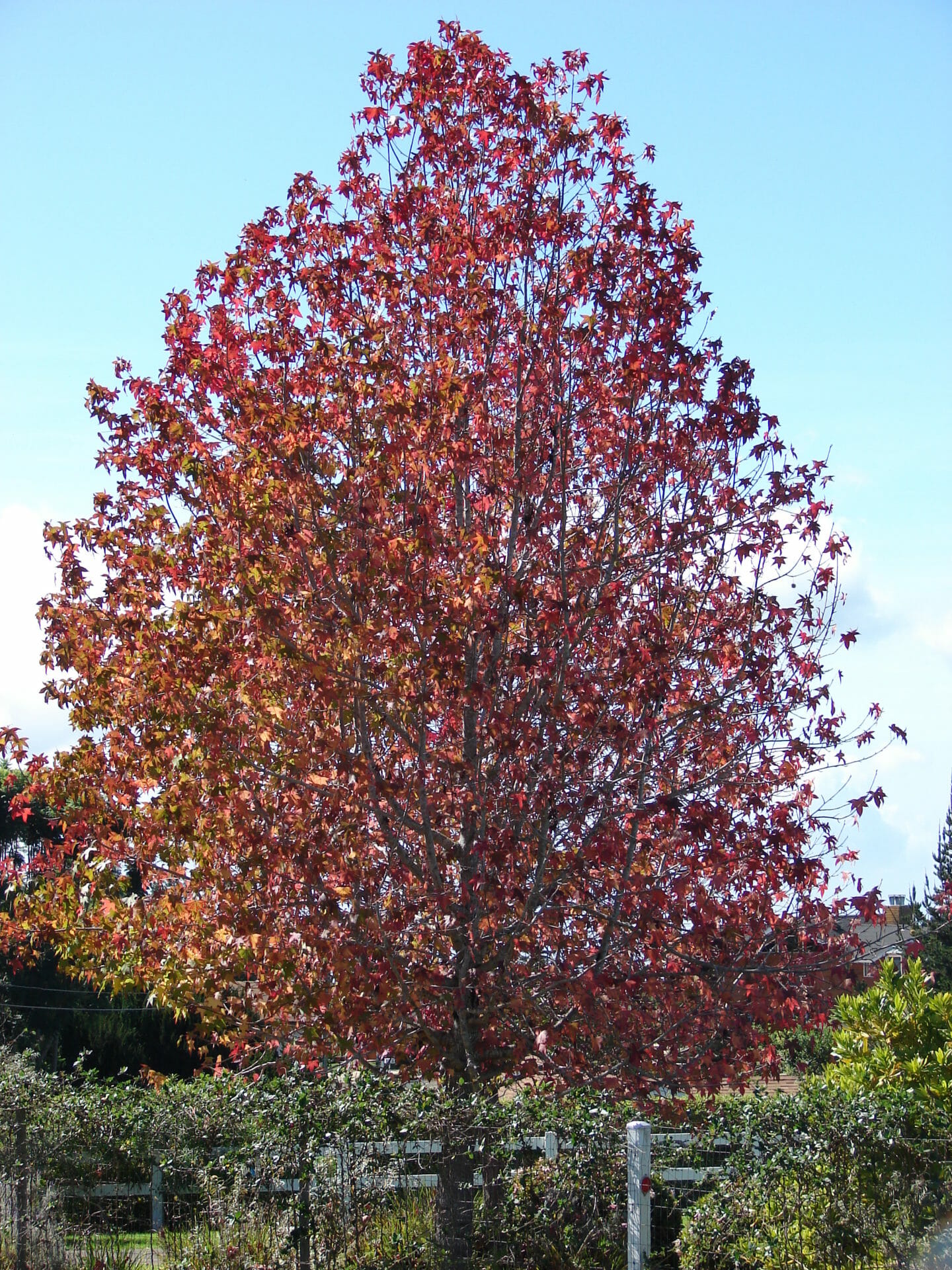 A Liquidambar 'Sweetgum' 10" Pot with red leaves, Hello.
