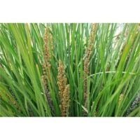 Green grass with tall brown seed heads resembles the resilient Lomandra 'Fine and Dandy.' For optimal growth, ensure well-drained soil.