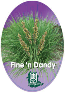 Lomandra 'Fine and Dandy' - Image 3