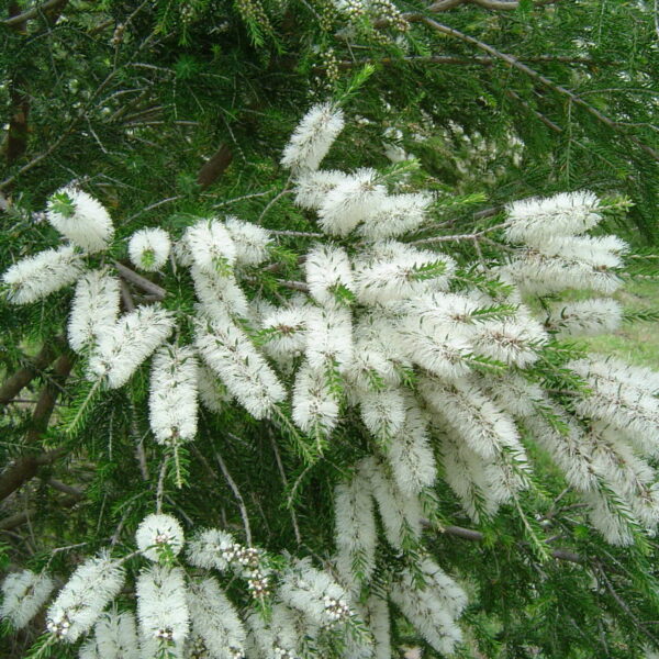 Melaleuca 'Black Paperbark' Myrtle 10" Pot flowers on a tree with Melaleuca 'Black Paperbark' Myrtle 10" Pot leaves.