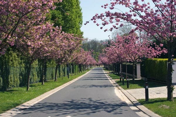 Prunus 'Kanzan' Ornamental Cherry - Image 2