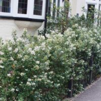 An Escallonia 'Iveyi' 6" Pot hedge with white flowers in front of a house.