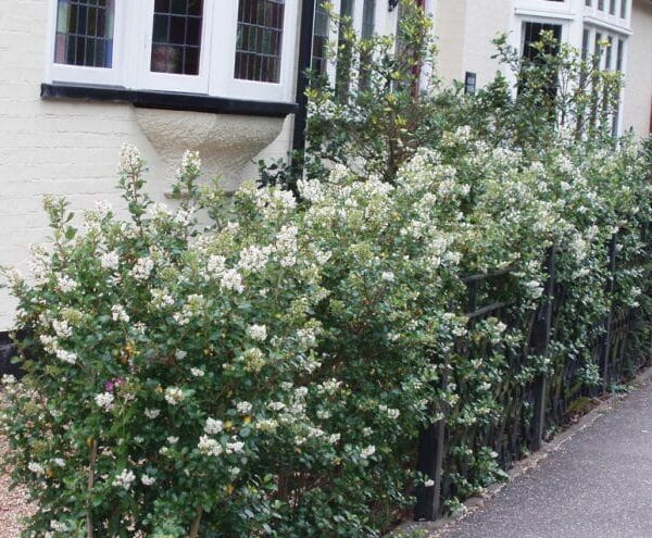 An Escallonia 'Iveyi' 6" Pot hedge with white flowers in front of a house.