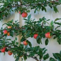 Espalier
