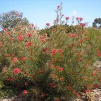 A Grevillea 'Bonfire' 10" Pot with red flowers in the middle of the desert.
