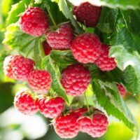 Clusters of ripe red Rubus 'Raspberry' fruit hang on a leafy plant in bright sunlight, ideal for growing in a 6" Pot.