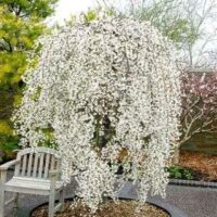 Falling Snow Weeping Cherry