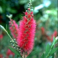 Callistemon 'Western Glory' 10" Pot flowers on a bush with green leaves.
