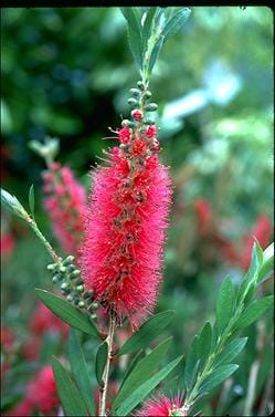 Callistemon 'Western Glory' 10" Pot flowers on a bush with green leaves.