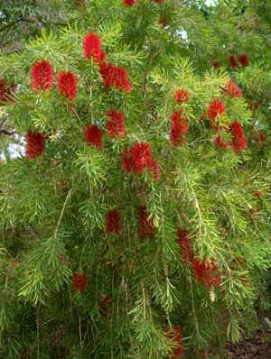 A close-up of a Callistemon 'Prolific' Bottlebrush 10" Pot tree.