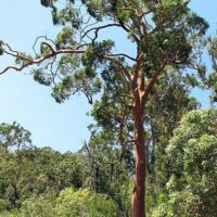 Angophora 'Smooth Barked Apple'