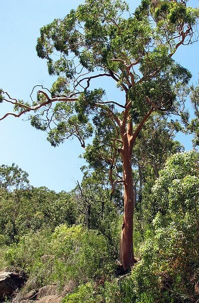 Angophora 'Smooth Barked Apple'
