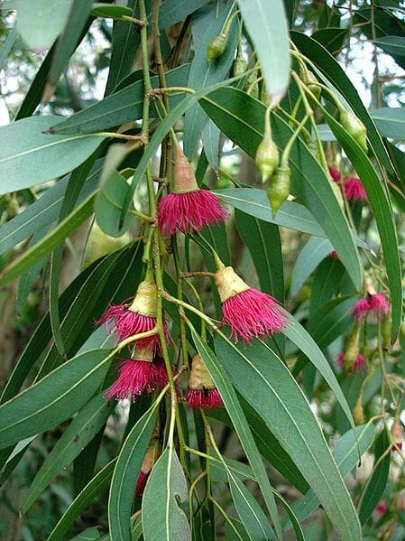 Eucalyptus 'Red Flowering Yellow Gum' - Image 2