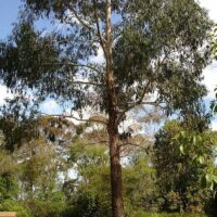 A large Eucalyptus 'Swamp Gum' 10" Pot tree in a park.