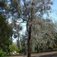An Eucalyptus 'Mugga/Red Iron Bark' 10" Pot tree in a park.