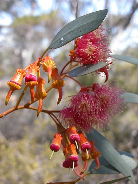 Eucalyptus 'Coral Gum' 10" Pot eucalyptus eucalyptus eucalyptus e.