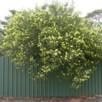 An Acacia 'Flinders Ranges Wattle' 10" Pot with yellow flowers on top of a green fence.