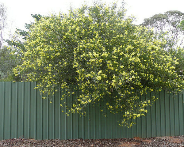 An Acacia 'Flinders Ranges Wattle' 10" Pot with yellow flowers on top of a green fence.