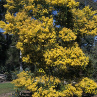 A yellow flowering Acacia 'Brisbane Golden Wattle' 10" Pot tree in a park.