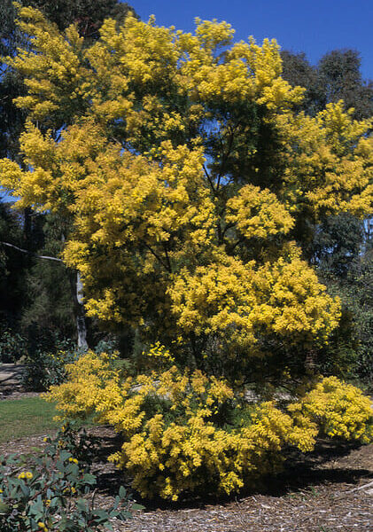 A yellow flowering Acacia 'Brisbane Golden Wattle' 10" Pot tree in a park.