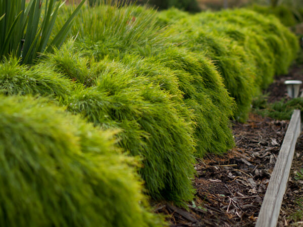 Acacia 'Limelight' 6" Pot - Image 5